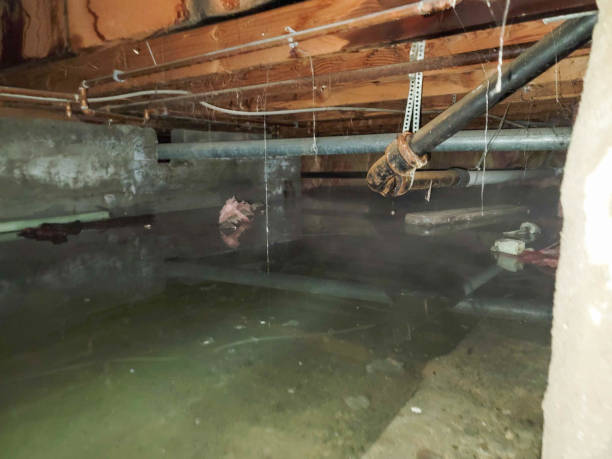 Best Carpet water damage restoration  in South Holland, IL