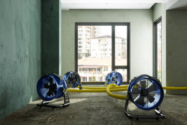 Best Local water damage restoration  in South Holland, IL